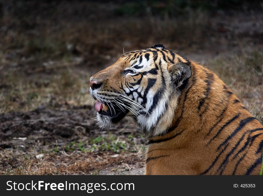 Relaxing tiger