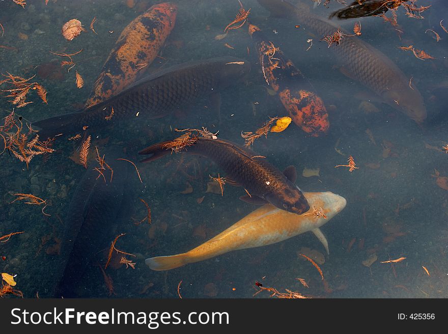 Fish in Koi pond