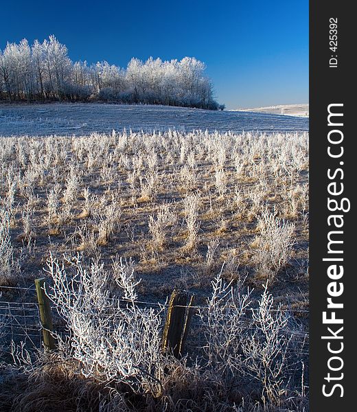 A chilly look meadow full of hoarfrost covered shrubs, trees, and grasses. A chilly look meadow full of hoarfrost covered shrubs, trees, and grasses.