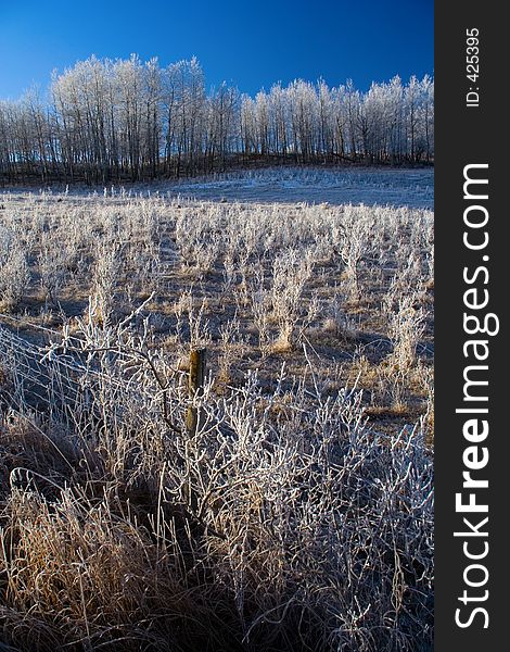 A farm field and barbed wire fence covered in thick hoarfrost during mid winter. A farm field and barbed wire fence covered in thick hoarfrost during mid winter.