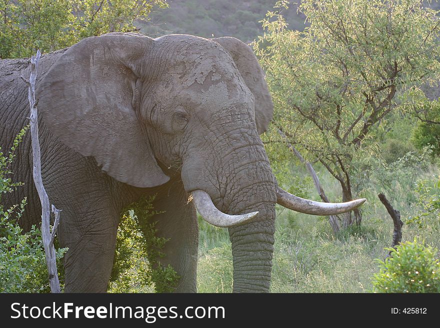 Bull elephant at ease