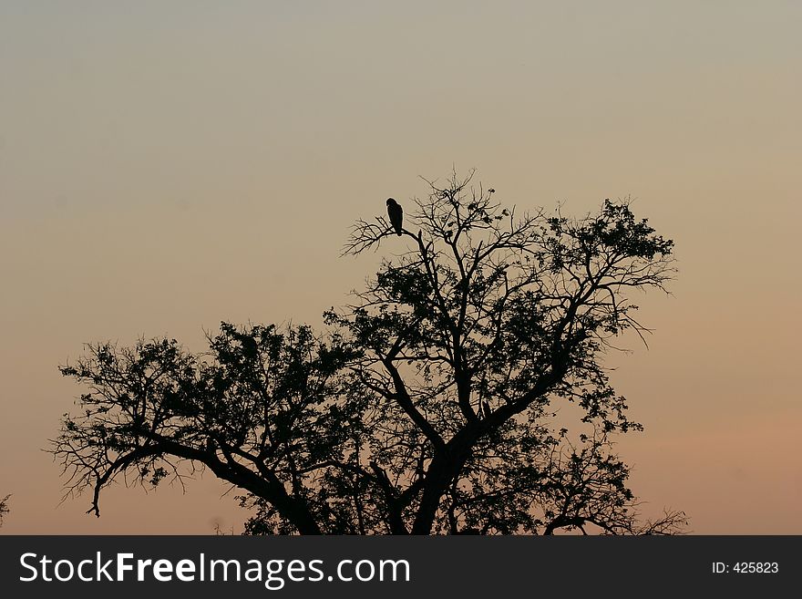 Eagle lit ny the africn sunrise. Eagle lit ny the africn sunrise