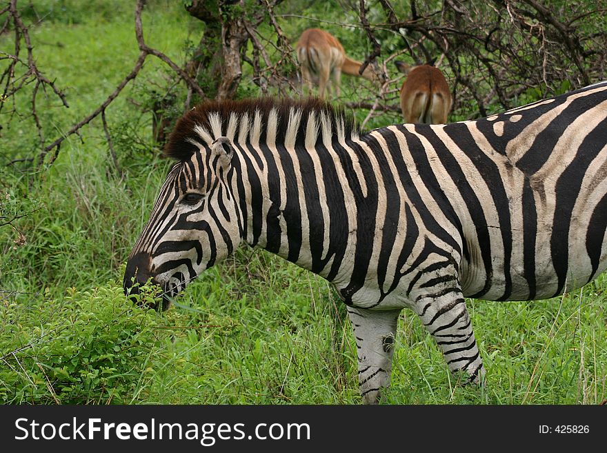 Zebra grazing after good rain