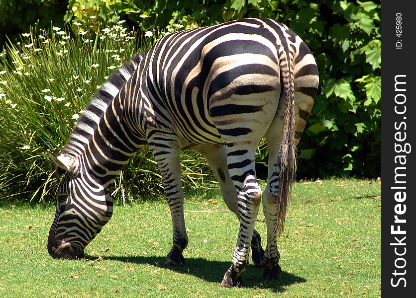 Zebra Grazing