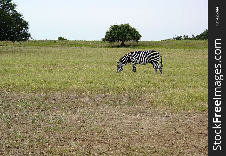 A zebra grazing in a field. A zebra grazing in a field