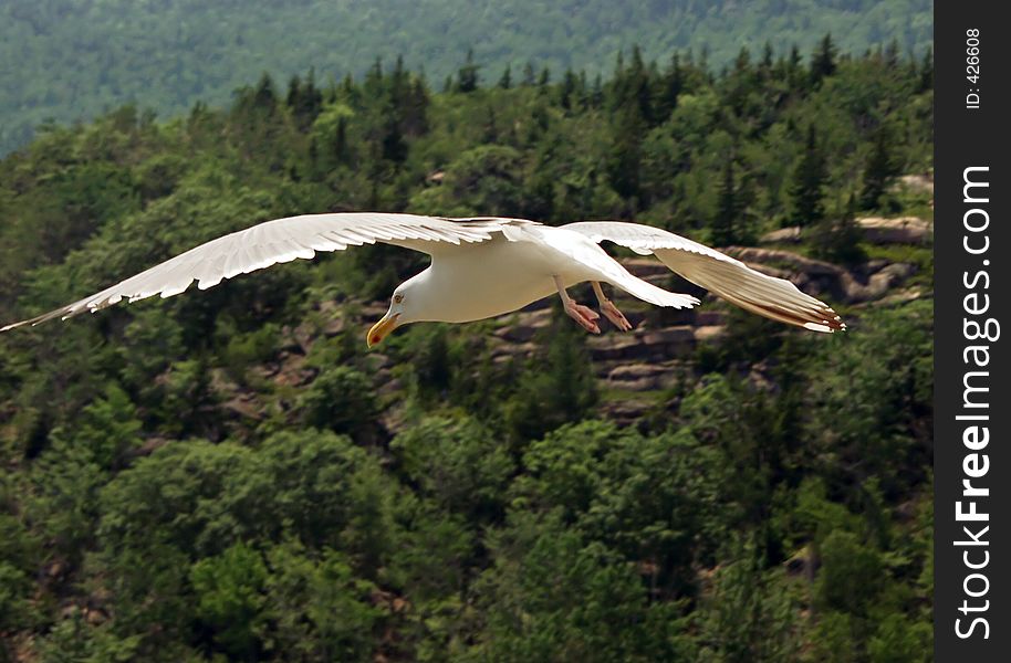 Acadia National Park, Maine. Acadia National Park, Maine.