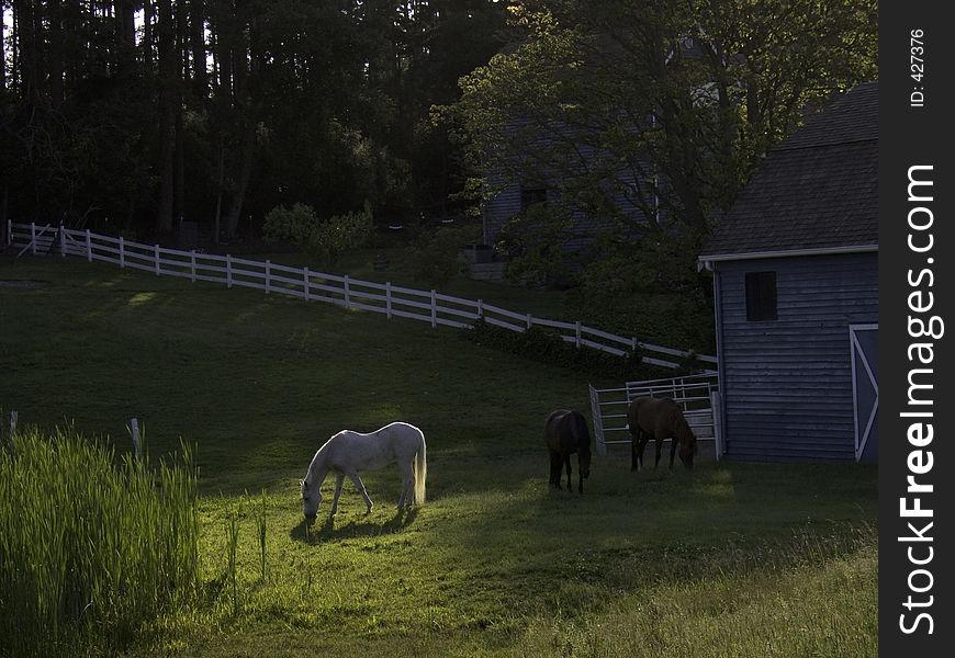 Three horses graze in an idyllic setting in late afternoon sun.