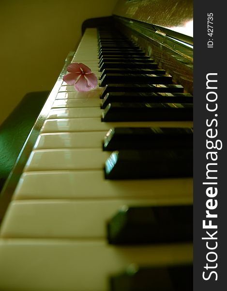 Flower on Piano Key
