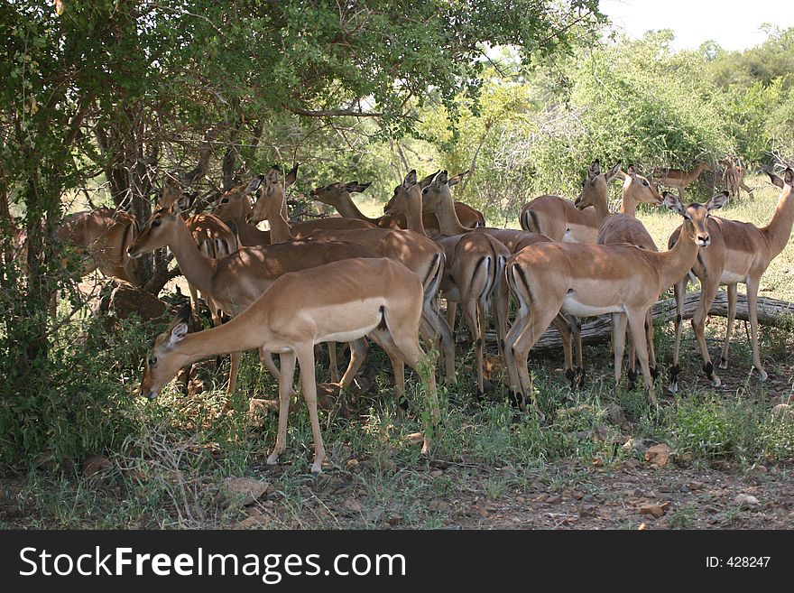 Impala herd shading under a tree