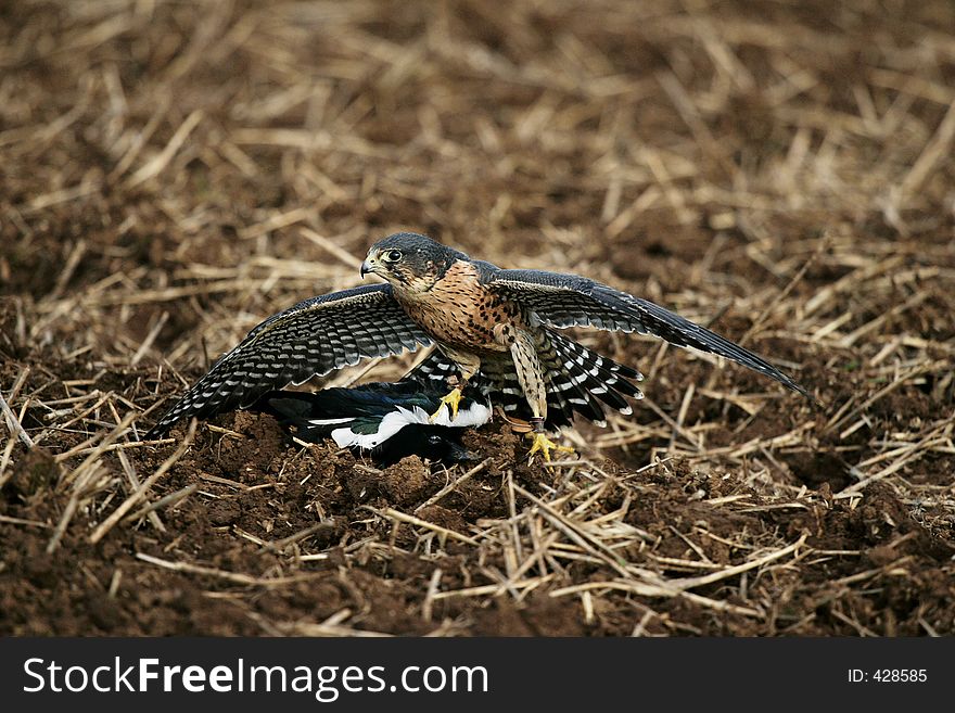 Peregrine Falcon x Merlin with freshly killed magpie. Peregrine Falcon x Merlin with freshly killed magpie