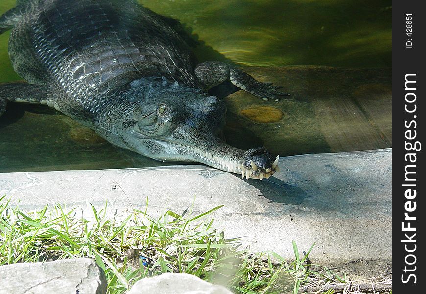 A caiman emerging from the water. A caiman emerging from the water