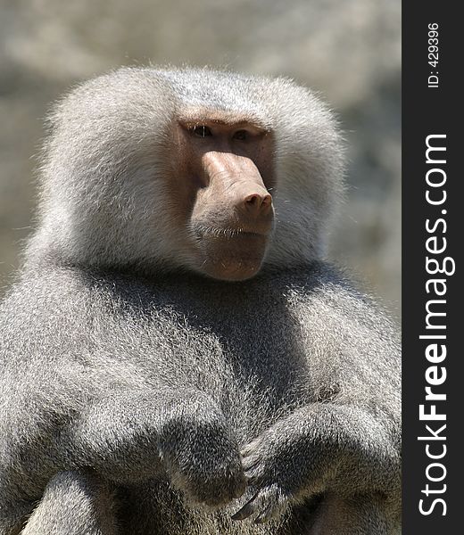 Baboon at a zoo