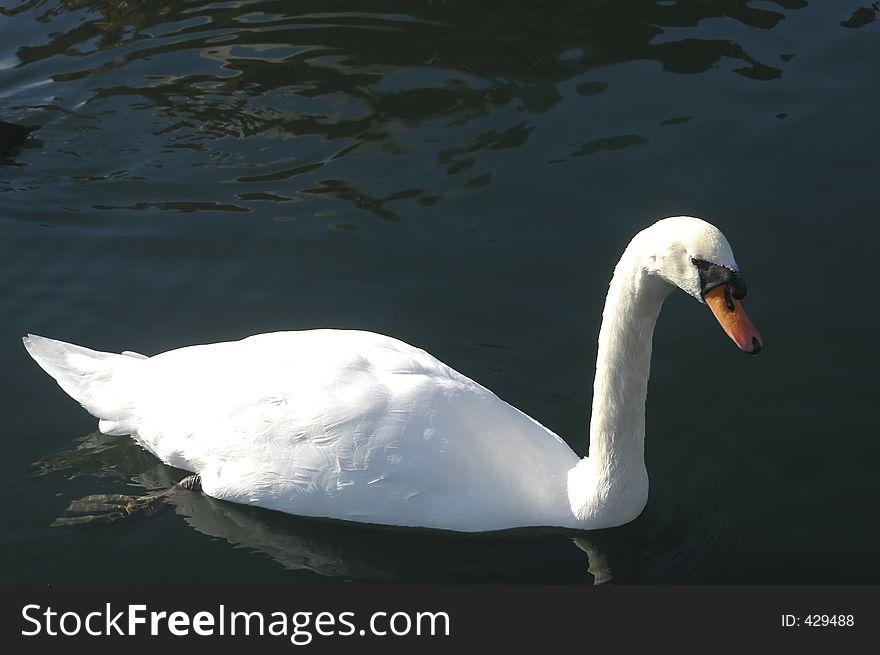 Swan on lake.