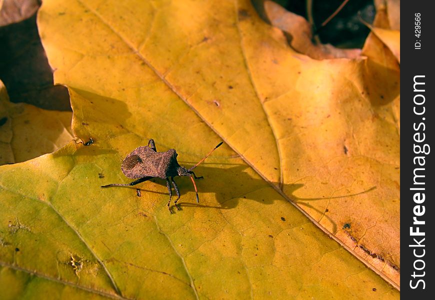 A bug on the yellow leaf. A bug on the yellow leaf