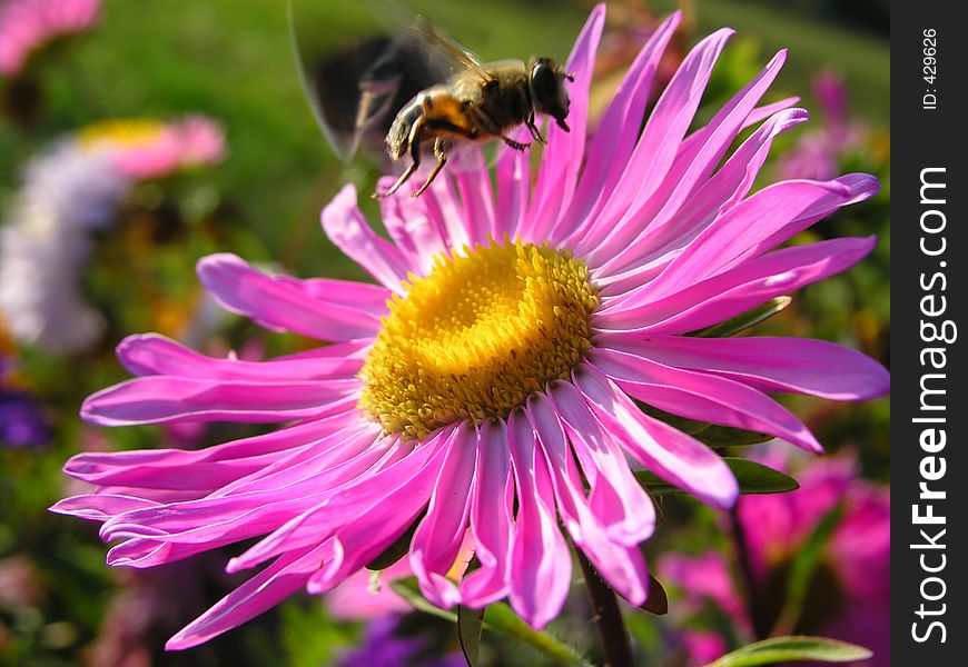 Fly and butterfly fly away from the pink flower. Fly and butterfly fly away from the pink flower