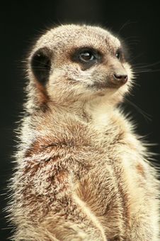 Inquisitive Meerkat Stock Image Inquisitive Meerkat Stock Image