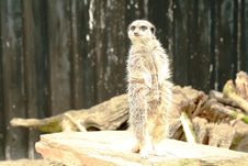Meerkat Standing On The Lookout Stock Images Meerkat Standing On The Lookout Stock Images