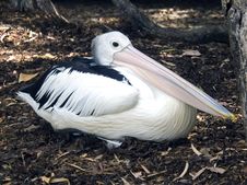Pelican Sitting Royalty Free Stock Photo Pelican Sitting Royalty Free Stock Photo