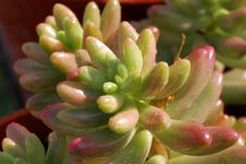 Cactus With Morning Dew Royalty Free Stock Images Cactus With Morning Dew Royalty Free Stock Images