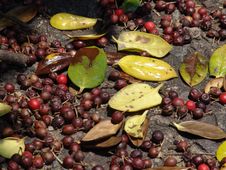 Berries Stock Images Berries Stock Images