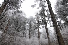 Frozen Forest Stock Photos Frozen Forest Stock Photos