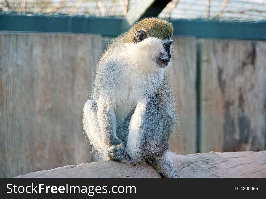A monkey while sitting it its cage. A monkey while sitting it its cage