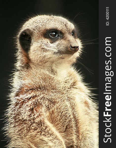 Inquisitive meerkat