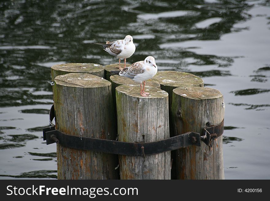 The seagull in port on a background of water