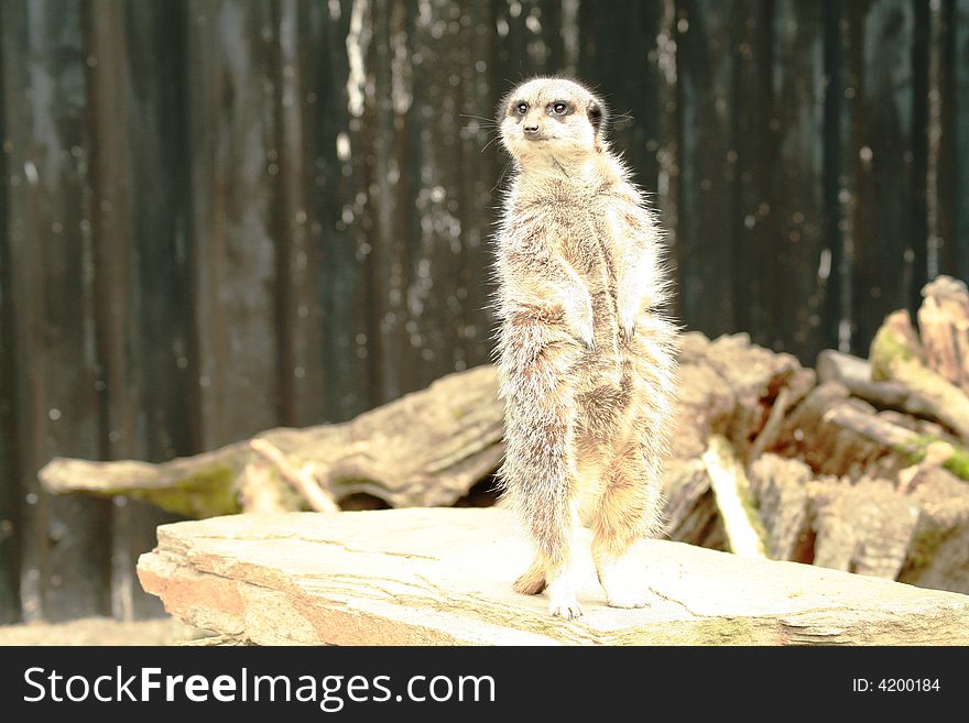 Meerkat standing on the lookout for danger