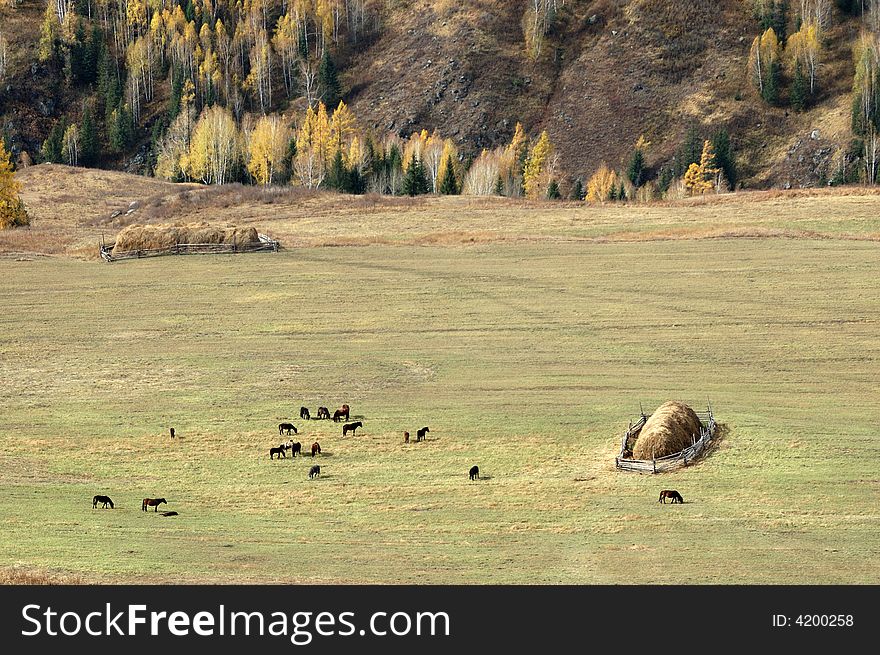 Some horses in the valley. Some horses in the valley.