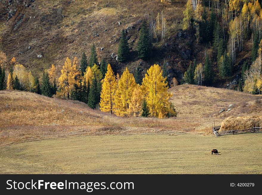 Some horses in the valley. Some horses in the valley.