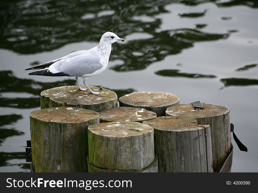 The seagull in port on a background of water