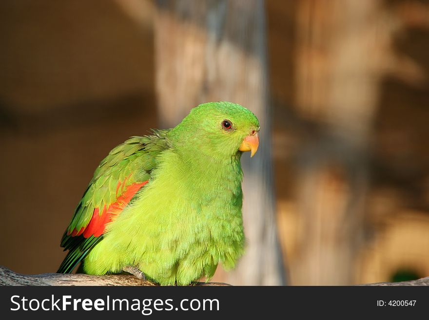 A portrait of a colourful green parrot