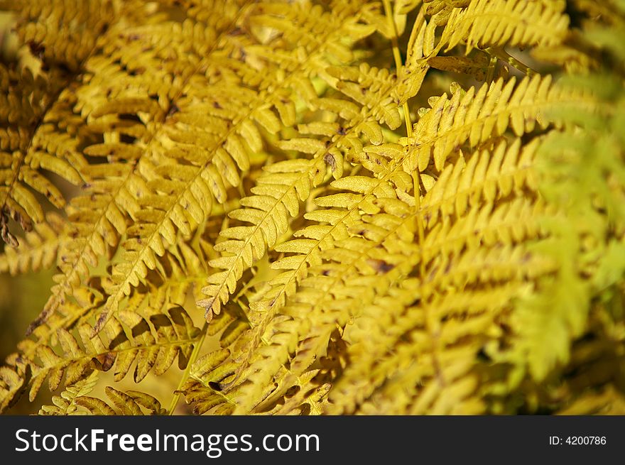 A detail of a withered fern plant