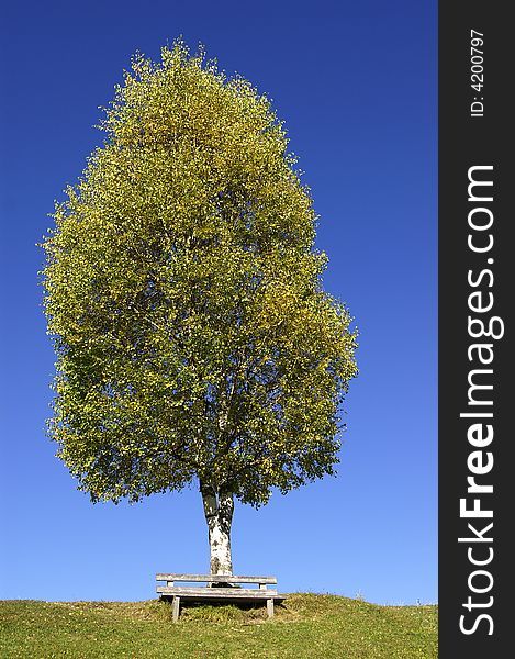 Birchtree