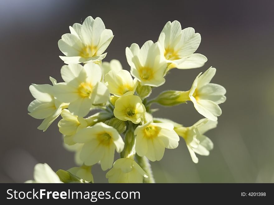 Yellow Spring flowers close-up with blur background