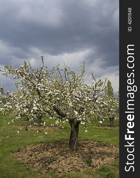 Blossom orchard of apple trees in spring time. Blossom orchard of apple trees in spring time