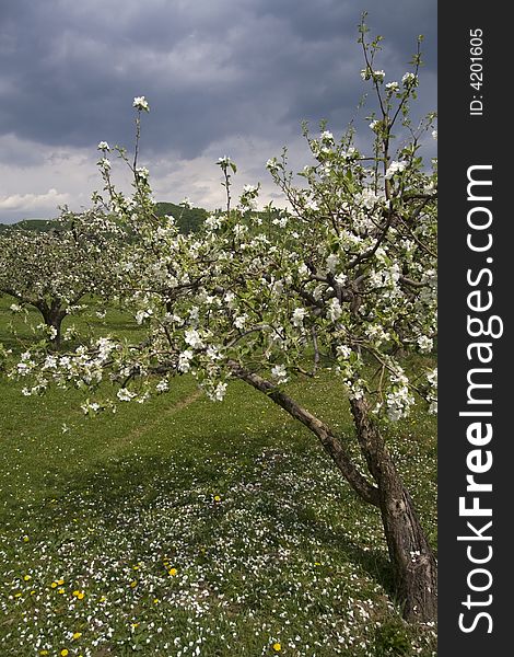 Blossom orchard of apple trees in spring time