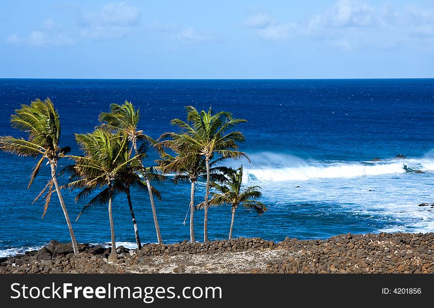 Group of windswept palm trees and rough sea. Group of windswept palm trees and rough sea