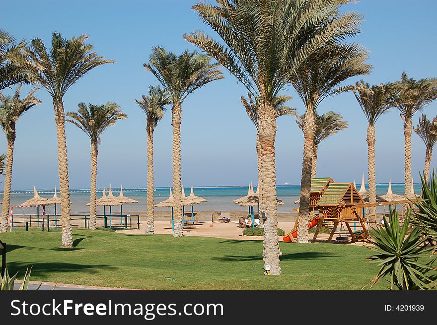 Palms are near a beach on a red sea shore