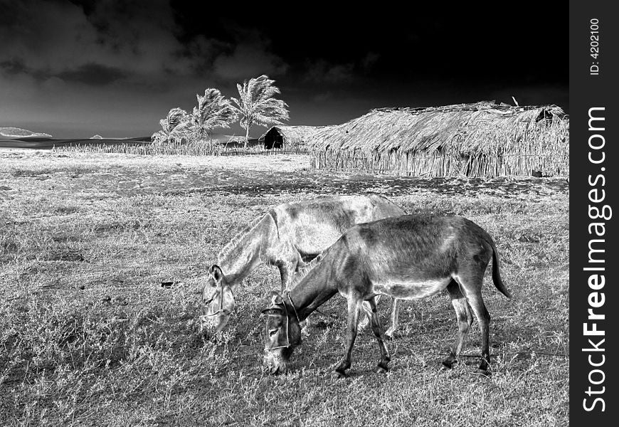 Portrait of funny donkeys grazing in the field - National Park of the LenÃ§ois Maranhenses - Brazil. Portrait of funny donkeys grazing in the field - National Park of the LenÃ§ois Maranhenses - Brazil