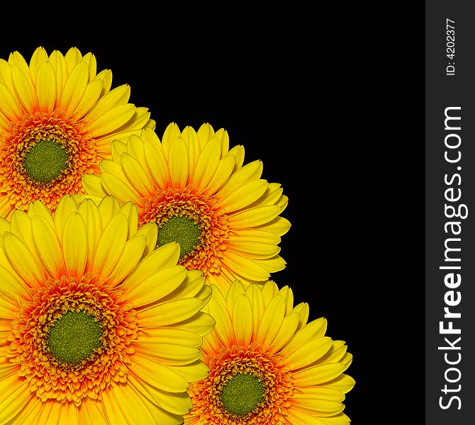 Four yellow gerbers on a black background