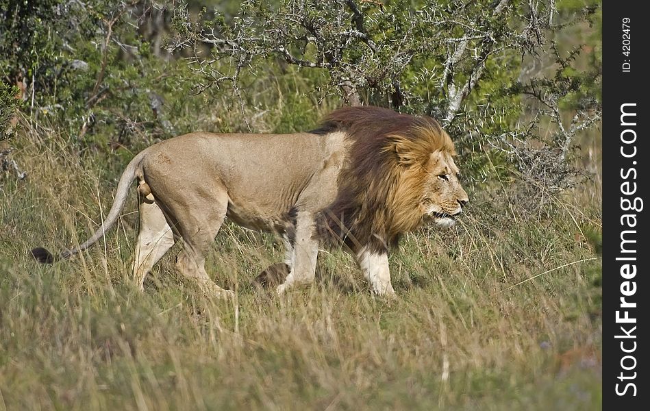 A huge Male Lion Patrols his territory in the African bush. A huge Male Lion Patrols his territory in the African bush