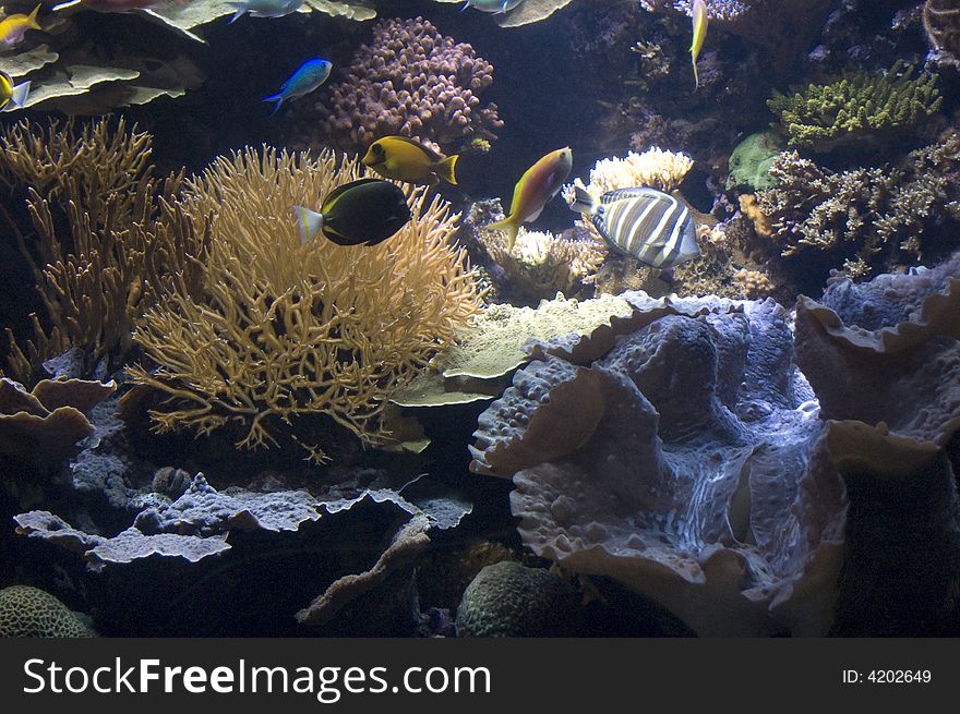 This is a shot of underwater life. This is a shot of underwater life.