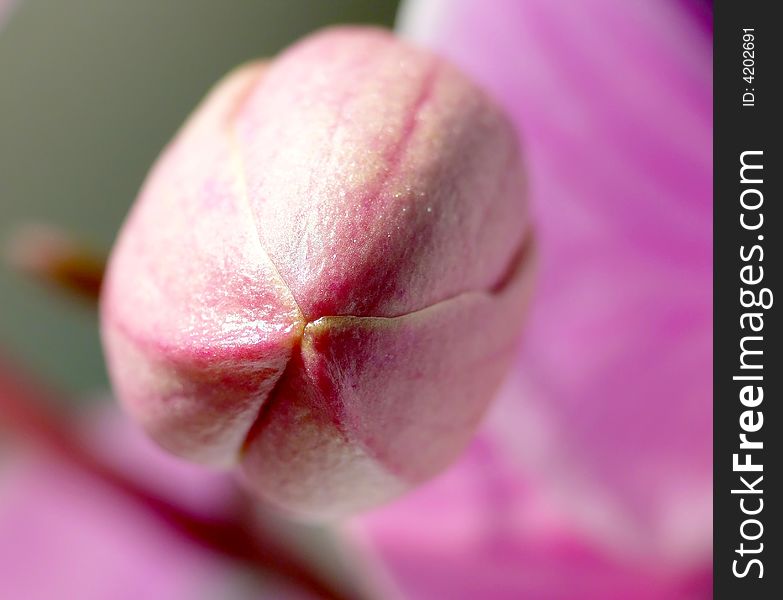 Pink orchid bud