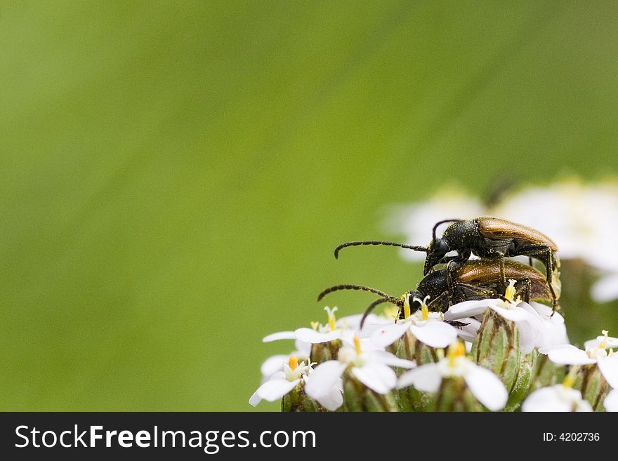 On a meadow, bugs on a flower. On a meadow, bugs on a flower