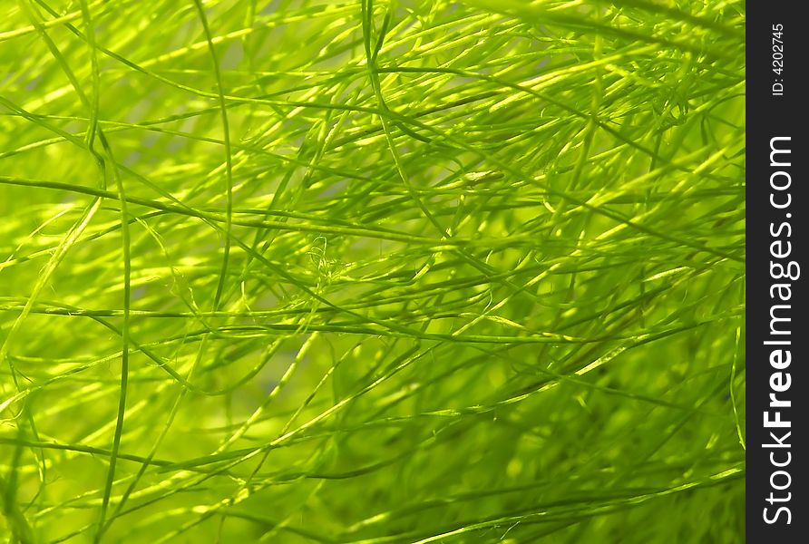 Artificial green grass as Easter background