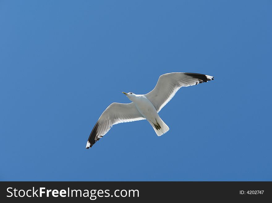 The Seagull