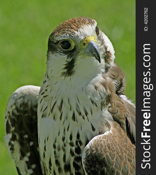 Beautifull falcon bird with green background
