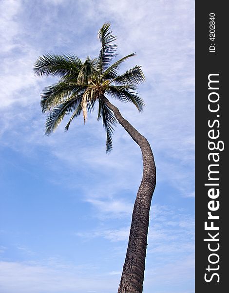 Palm Tree soaring into a blue sky. Palm Tree soaring into a blue sky